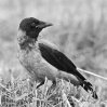 Орнитологи считают, что врановые были первыми птицами, которые пришли к человеку и стали использовать его деятельность как источник существования