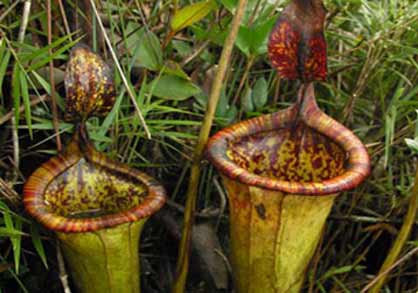 Известные на данный момент плотоядные растения существуют в нескольких формах